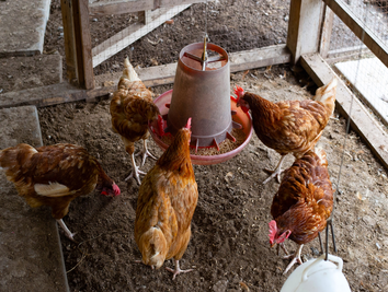 poultry-feed